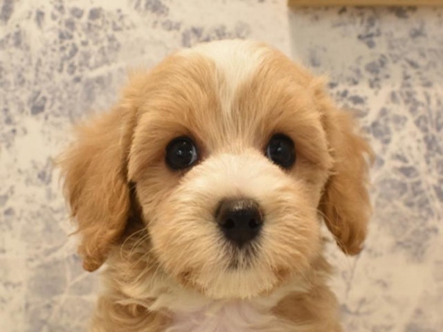 東京都のハーフ犬 (ペッツワン昭島店/2024年3月30日生まれ/男の子/アプリコット)の子犬